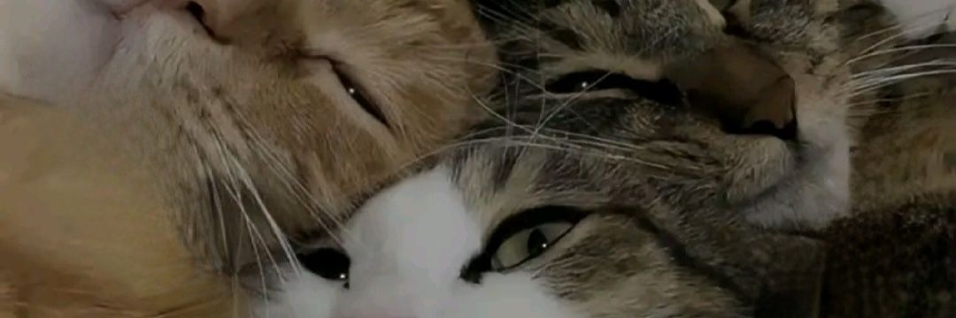 conlapata's profile banner image