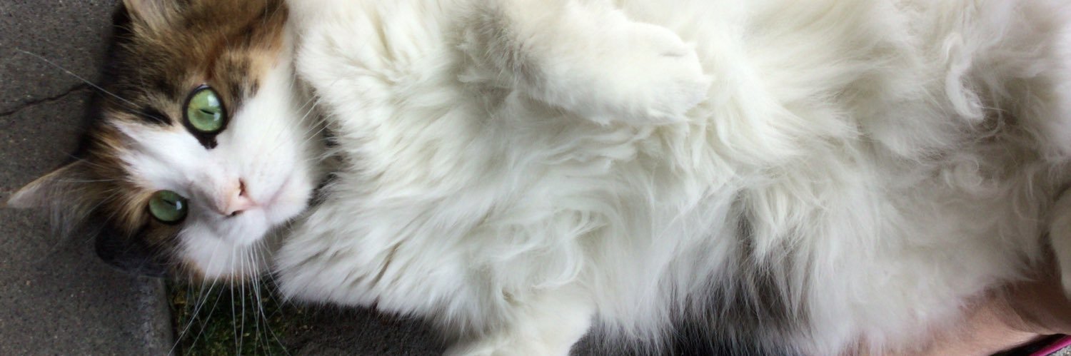 guutarananeko's profile banner image