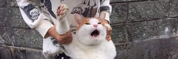 no. banner
