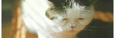 MangHam_666's profile banner image