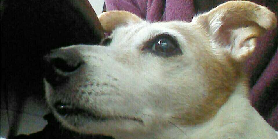 Philip A Devonport banner