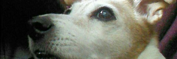 phdev85 Profile Banner