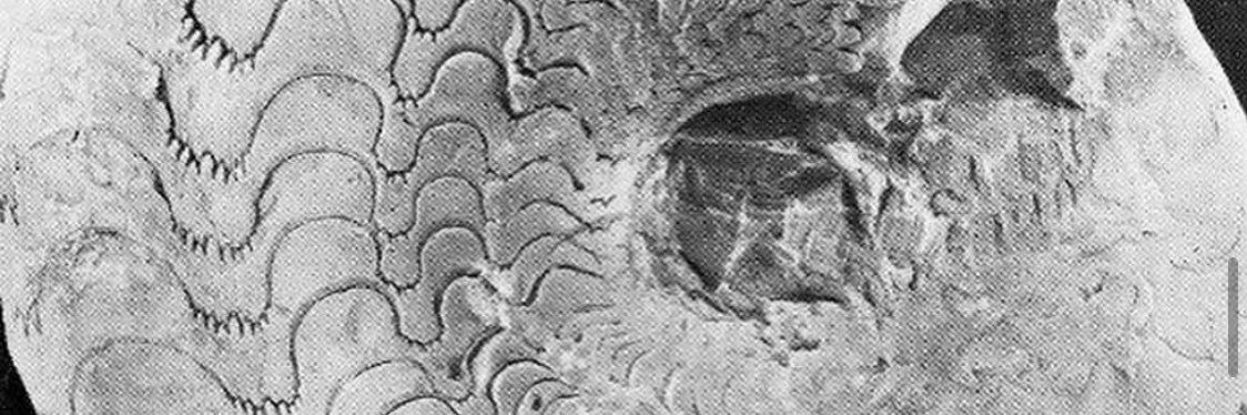 piedescalzo's profile banner image