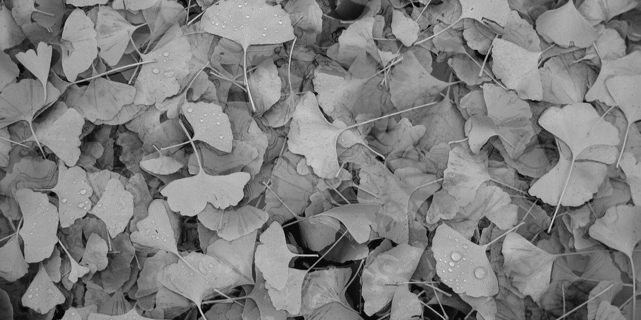PokeLouisville's profile banner image
