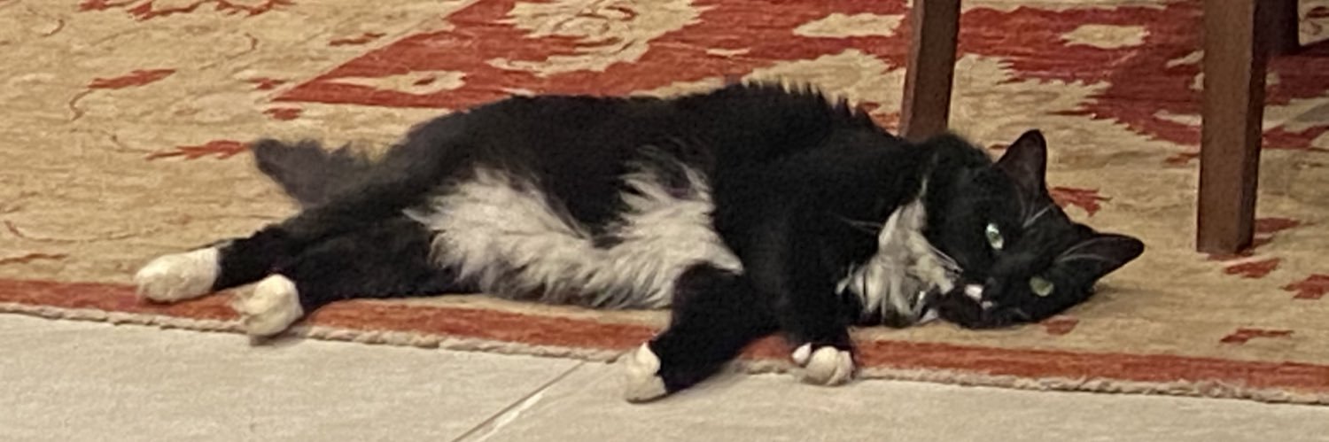 DrCatPanda's profile banner image