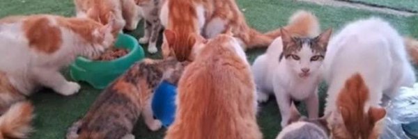 AnimalFriendsSh Profile Banner