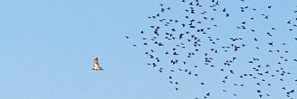 sarah_harmer Profile Banner