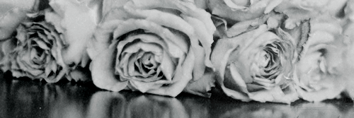 MikyGrey's profile banner image
