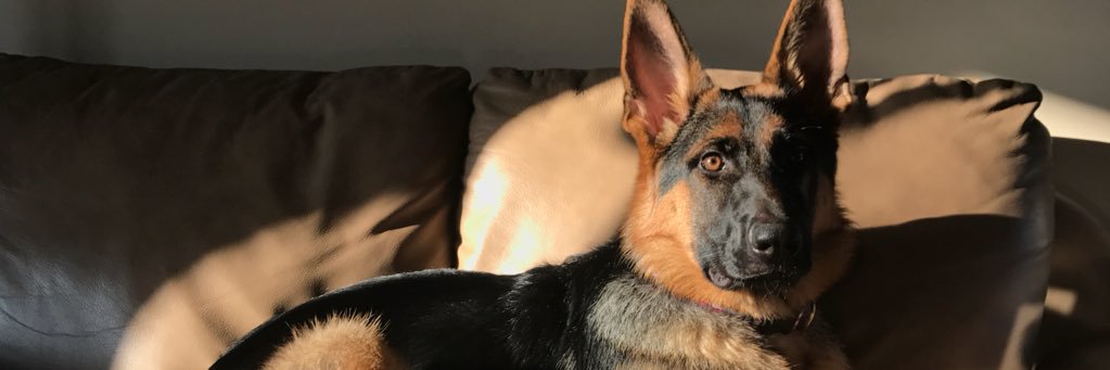 mitchell_caruso's profile banner image