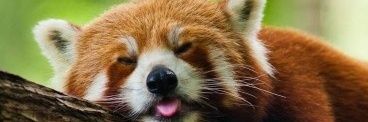 Redpanda 𐔌՞. .՞𐦯 banner