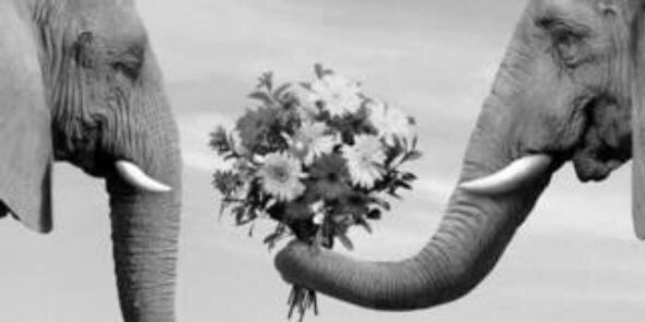 ipeeksahinn's profile banner image