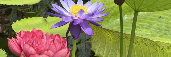 josefagbom Profile Banner