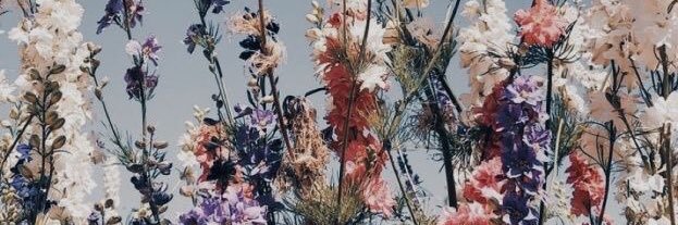PollyannaOB's profile banner image
