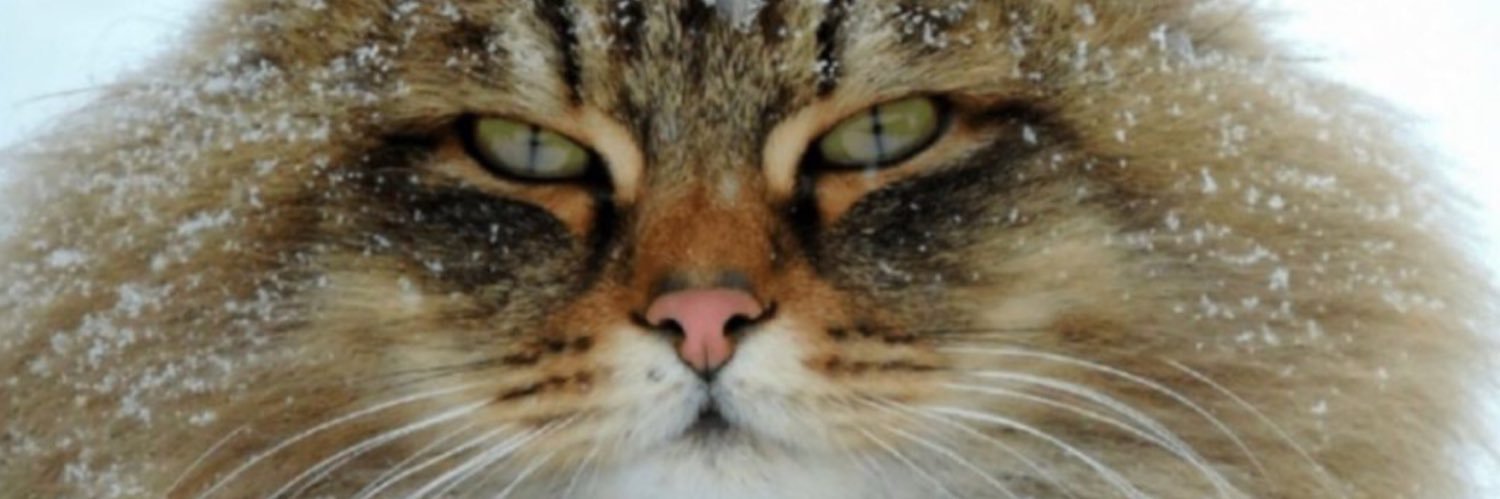 stephan_199's profile banner image
