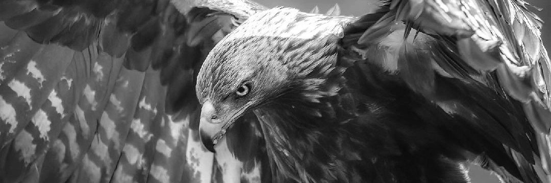 lahadda88's profile banner image