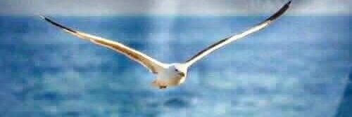 هدير النوارس 🛸 ع ... banner