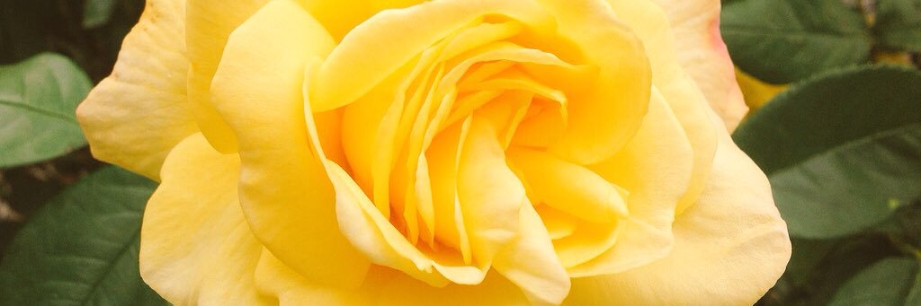 lorraine1017's profile banner image