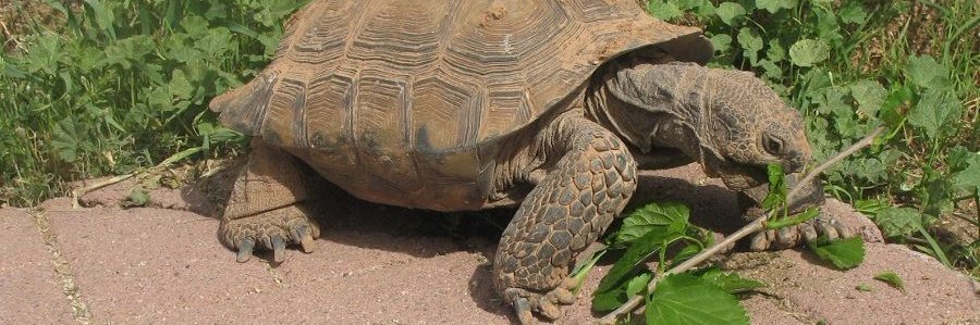 @deppey.bsky.social banner