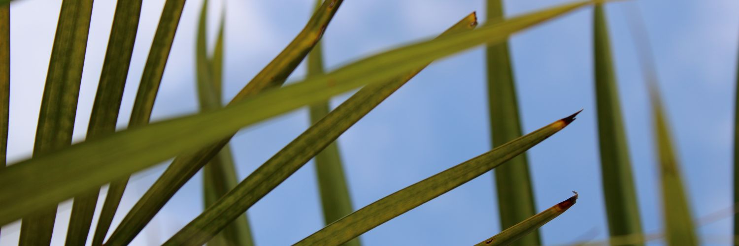 rainadouniverso's profile banner image