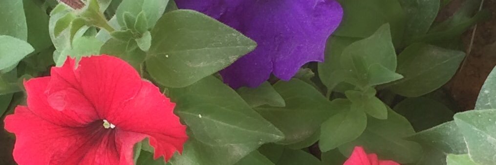 dhibri's profile banner image