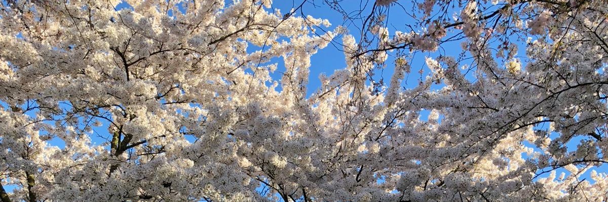 EllengewoonEllen banner