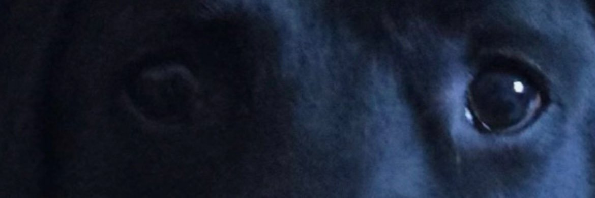 WildWill banner
