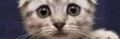 LexOruzz #MCRTWT banner