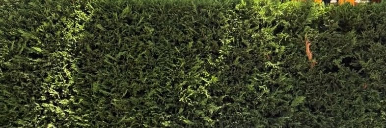 gnabgnub's profile banner image
