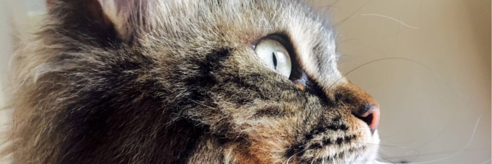conelmonkey's profile banner image