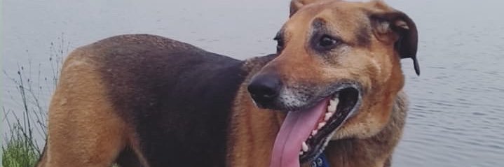Ezebentos's profile banner image