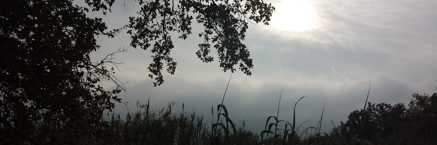 stephanie (she/her) banner