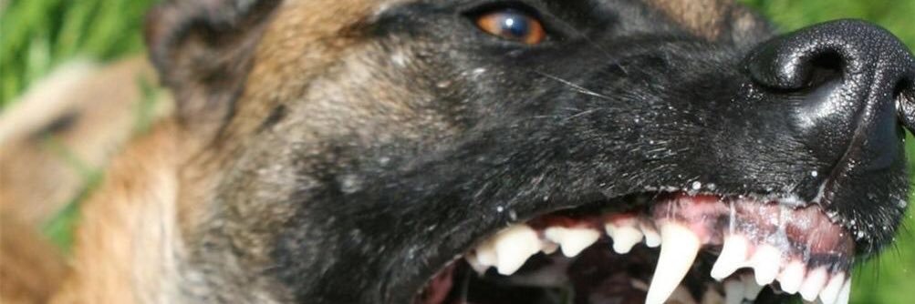 Bonobibi's profile banner image
