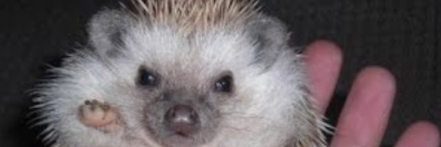 juniorconroy's profile banner image