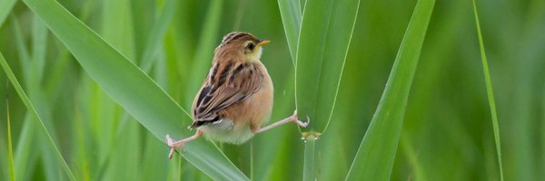 Yawnnii Profile Banner