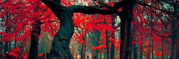 Tabatajalilreal Profile Banner