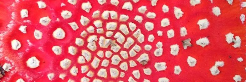 Mushroomstuff banner