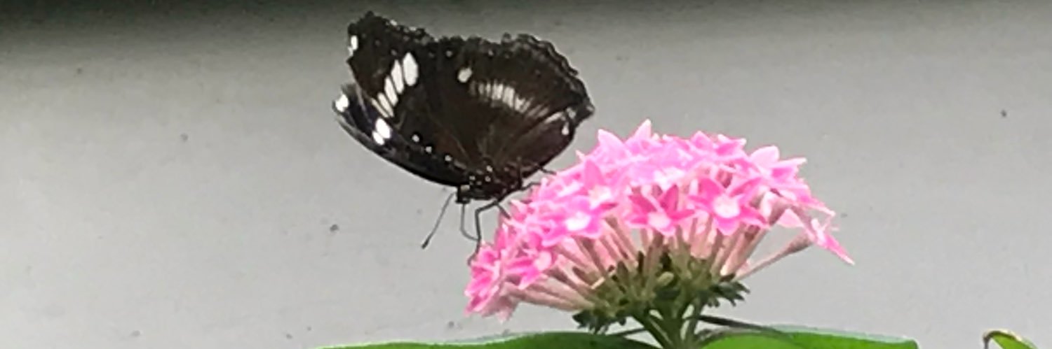 BethMcQuaidMD's profile banner image