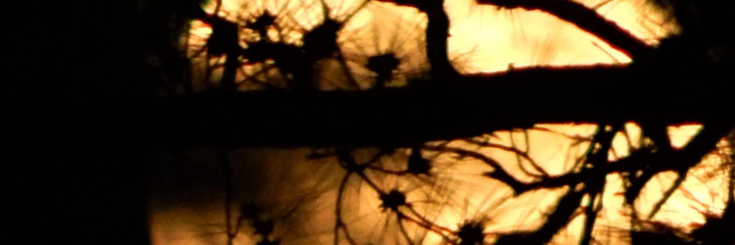 Ivy_Darkelily's profile banner image