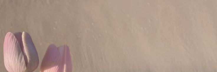 yun ˚˖𓍢ִ໋🌷͙֒✧˚.🎀༘⋆ banner