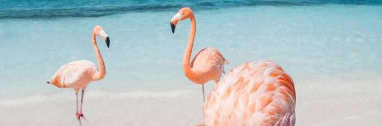 jenna_hocking's profile banner image