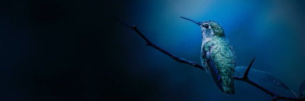 levcodes Profile Banner