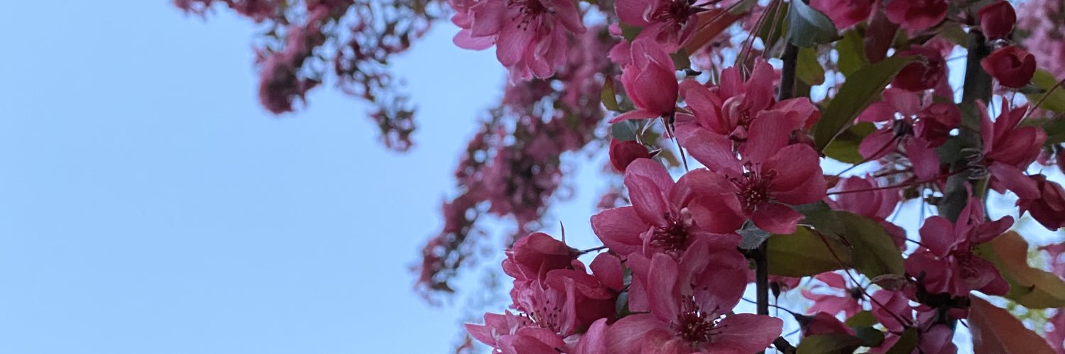 VickyTrimboli's profile banner image