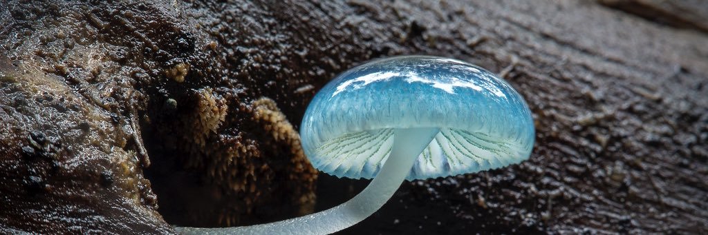 모구모구🍄 的个人资料封面