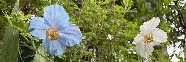 louise bjorknas banner