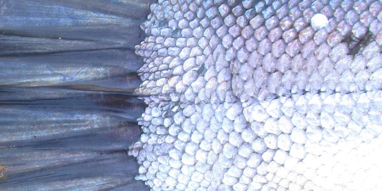 Reel Women Fish banner