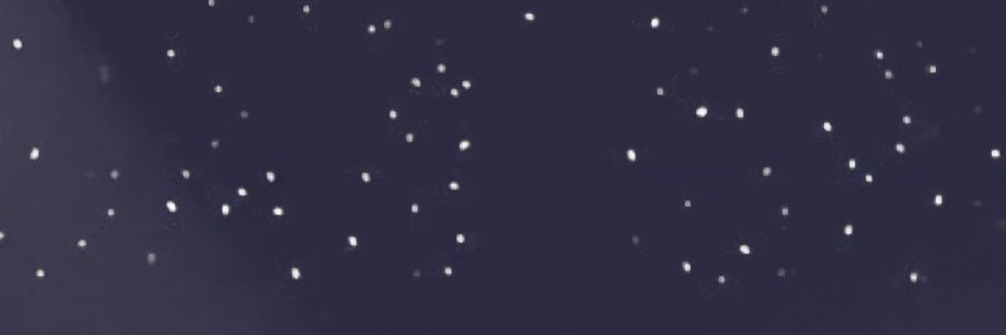 Dedieja's profile banner image