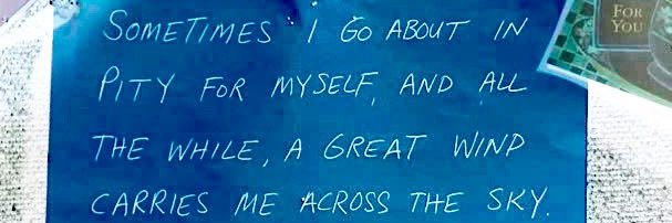 M. A. Solis 🌵🦜🤬 banner