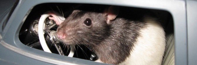 ヅ,Fast 🇨🇭 banner