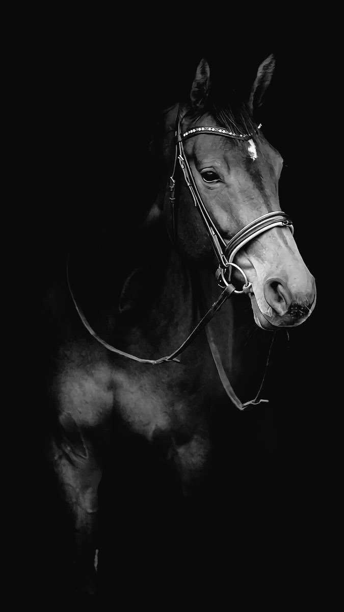 95Qaqaa's profile banner image