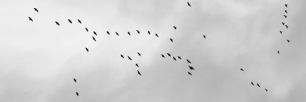 CharlieAspVet Profile Banner